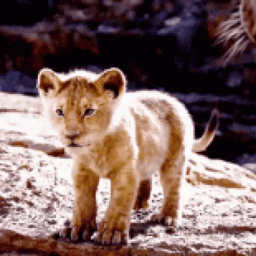 baby lion roar