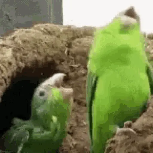 birds chirping