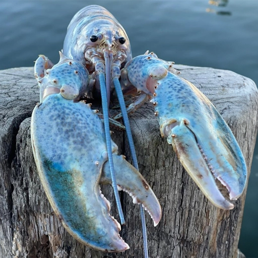 Blue Lobster meme