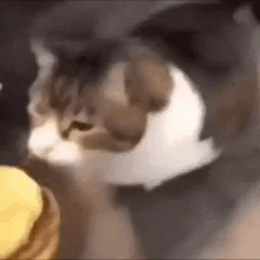 here kitty you can has cheese burger