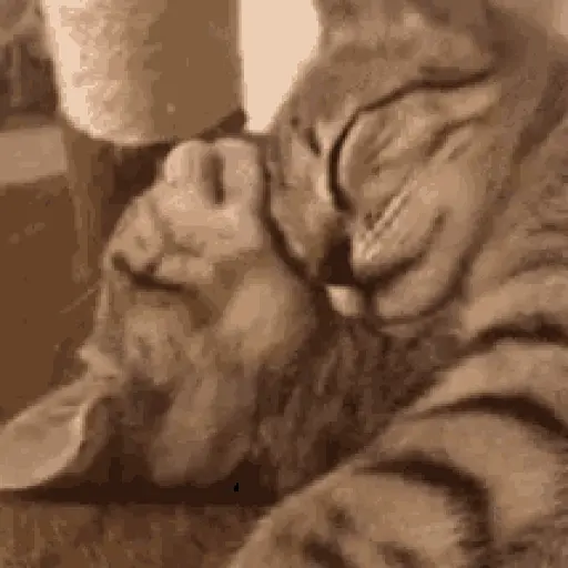 Cat Purring