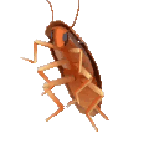 La Cucaracha