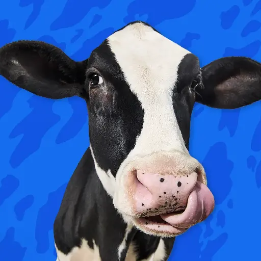 Cow moos