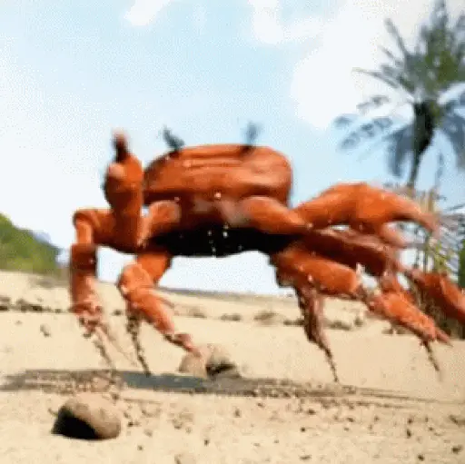 Crab Rave