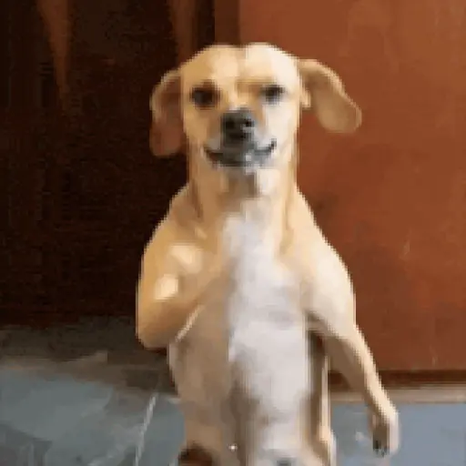 Who let the Dogs out