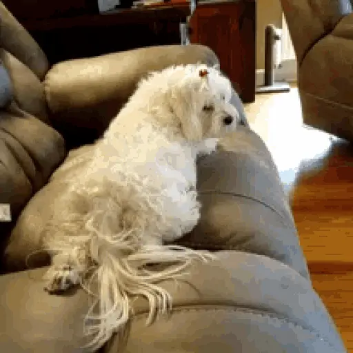 Dog Bark Fart