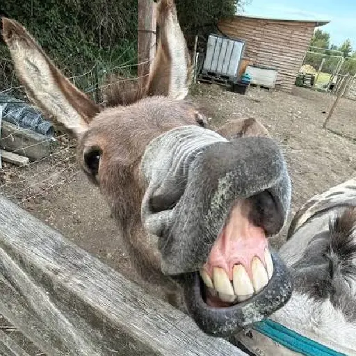 donkey ahhh