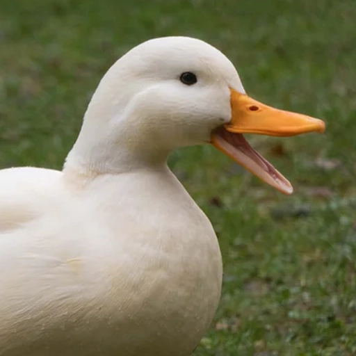 Quack