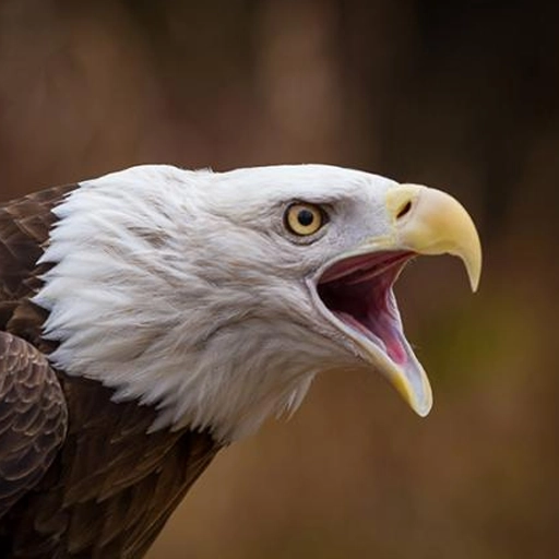 eagle screech
