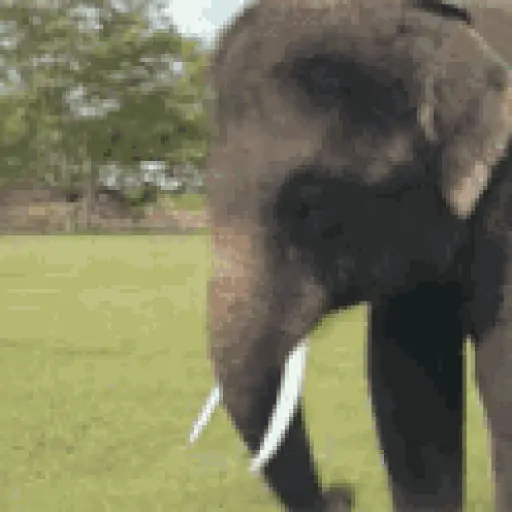 Elephant Trumpet