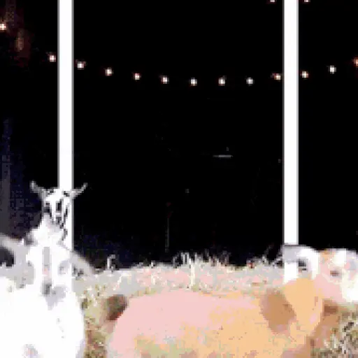 Animals on a farm