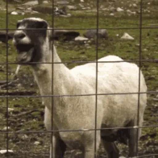 goat screaming
