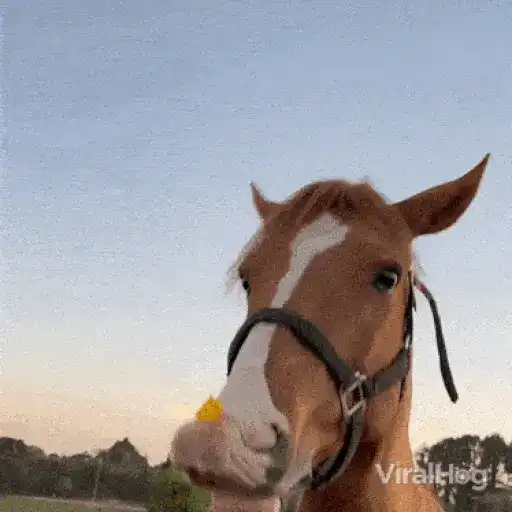 Horses In The Back