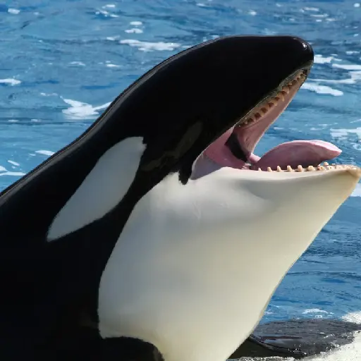 Whale talking