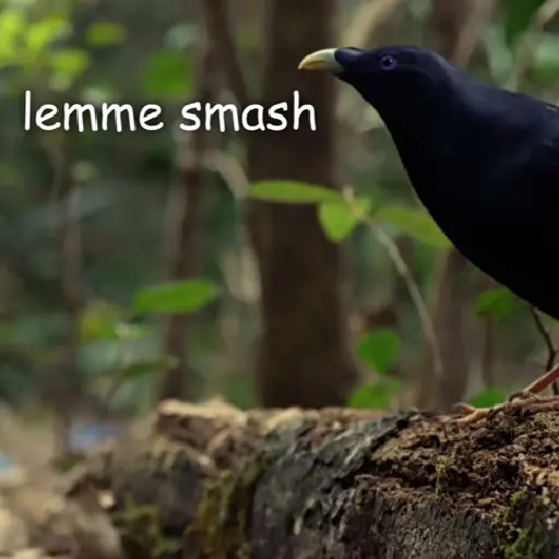 Lemme Smash
