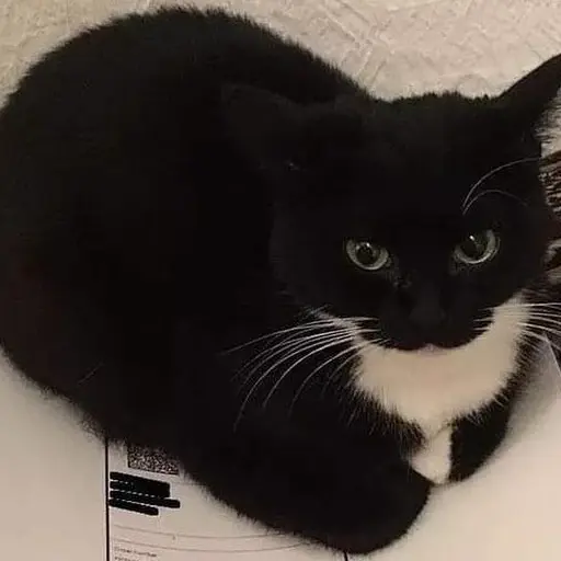 Maxwell the cat theme