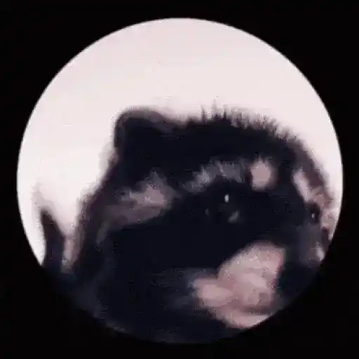 Pedro Raccon