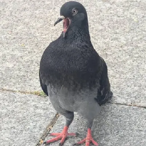 pigeon scream