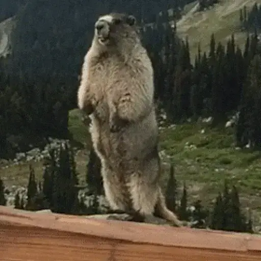 Screaming Marmot