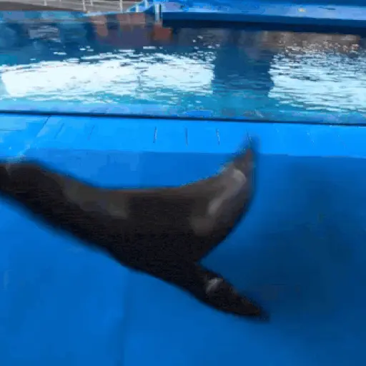 Hit the sea lion