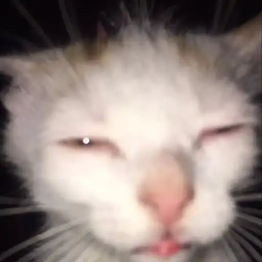 *Snore* mimimimimimi