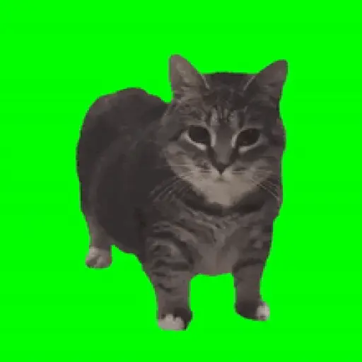 Oiia Oiia Spinning Cat