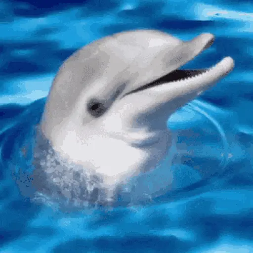 SpongeBob Dolphin Censor
