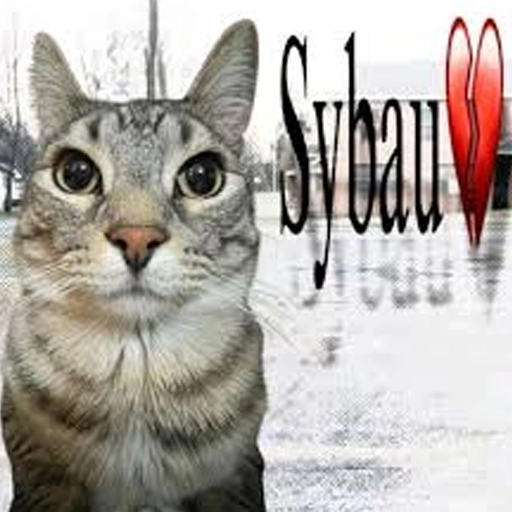 Sybau