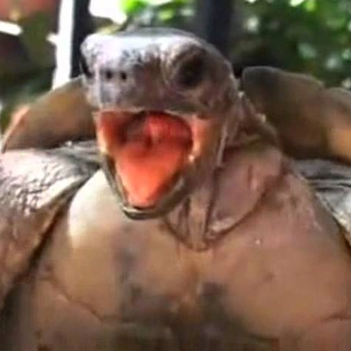 Turtle Making Love