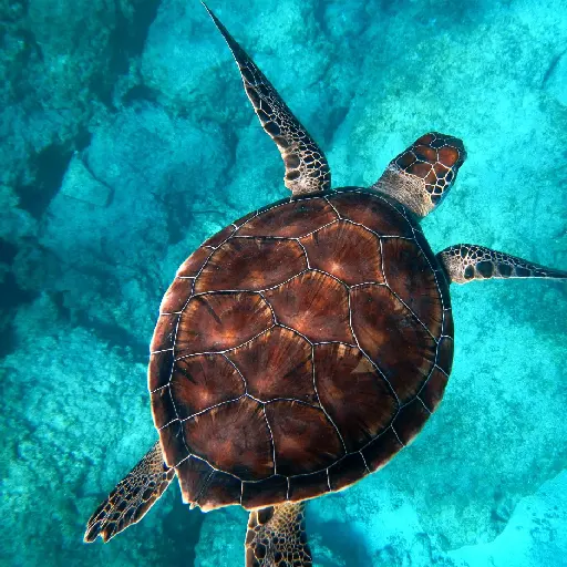 Sneaky turtle